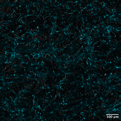 Time-lapse of drug uptake in a blood-brain barrier model, imaged with a self-organized pencil beam